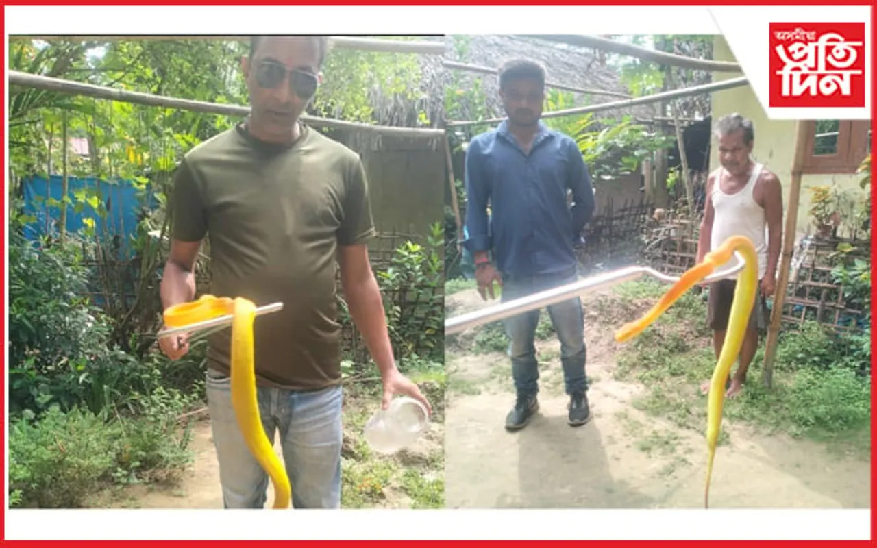 তিতাবৰত বিৰল প্ৰজাতিৰ হালধীয়া ছালাজাৰ পিট ভাইপাৰ সাপ উদ্ধাৰ...