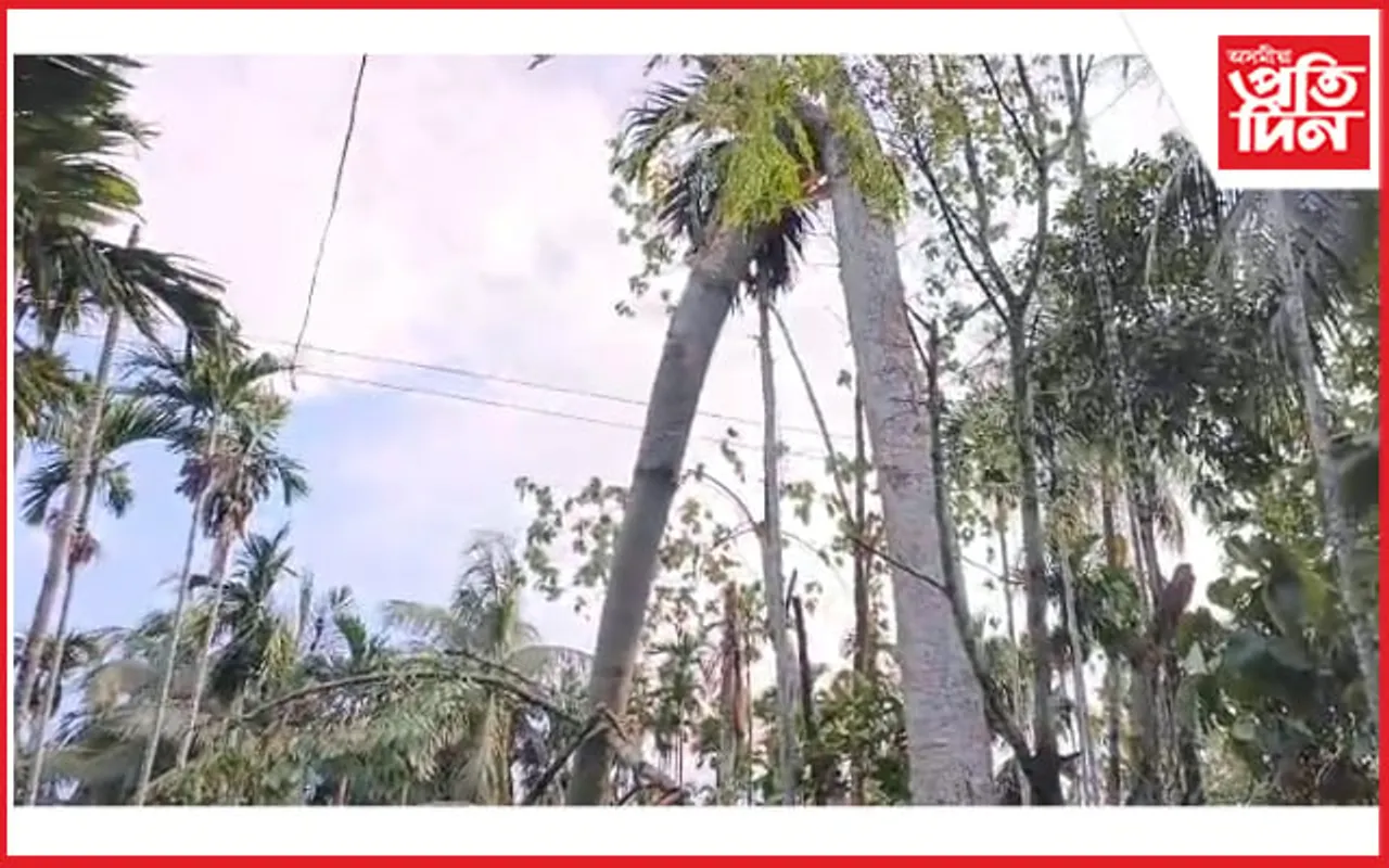 কামপুৰত ধুমুহাৰ তাণ্ডৱঃ যাতায়ত আৰু বিদ্যুৎ সেৱা ব্যাহত...