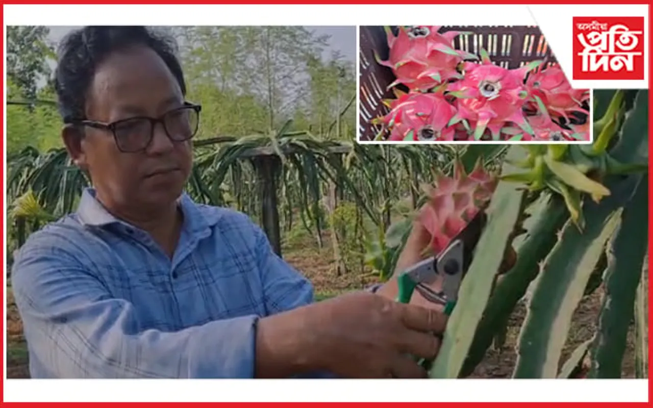 ড্ৰেগন ফলৰ খেতিৰে চৰ্চিত বাঁশবাৰীৰ খেতিয়ক সুজিত কুমাৰ মুছাহাৰী...