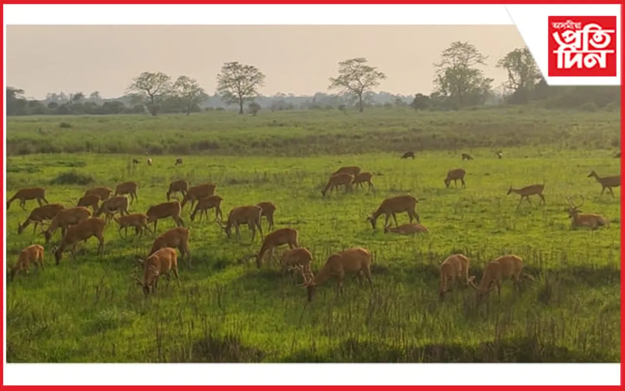 আগন্তুক পৰ্যটন বৰ্ষৰ বাবে সাজু কাজিৰঙা ৰাষ্ট্ৰীয় উদ্যান কৰ্তৃপক্ষ