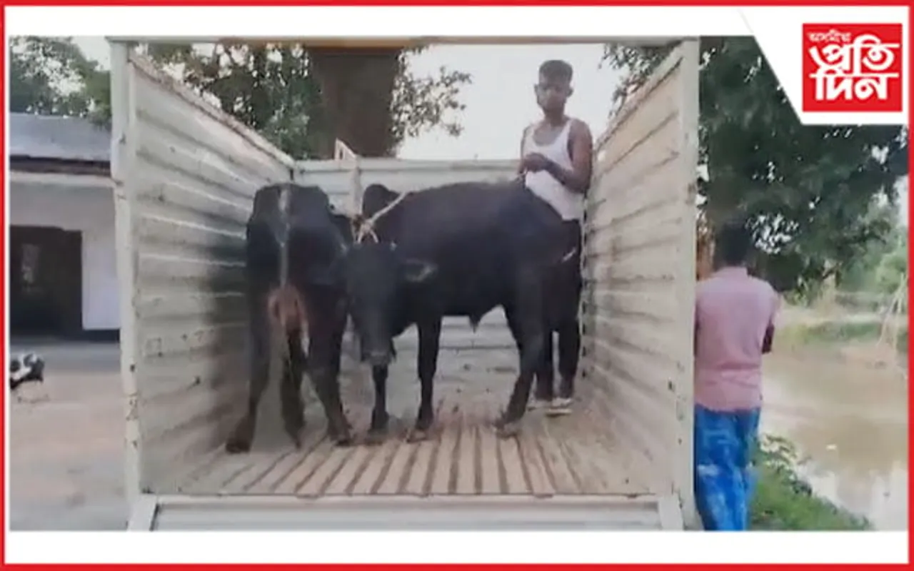 গোশালাৰ কৰ্মী, ভিডিপি সম্পাদক নামিছে গৰুৰ চোৰাং সৰবৰাহত ! তিনিজনক গ্ৰেপ্তাৰ