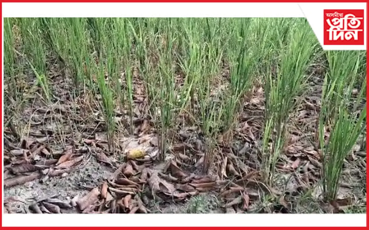বগা হাতীত পৰিণত জামুগুৰিহাটৰ জলসিঞ্চন আঁচনি... 