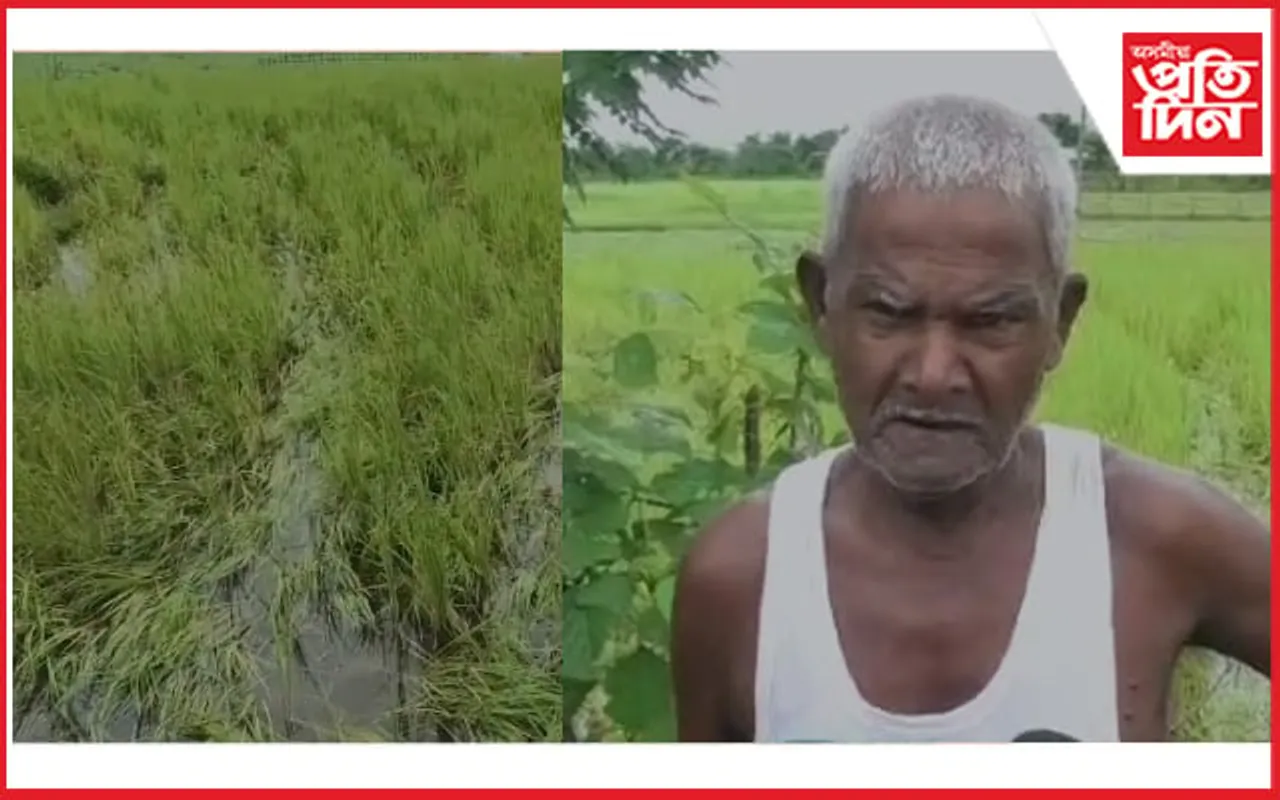 বিহালীৰ কেইবাটাও অঞ্চলত বন্যহস্তীৰ উপদ্ৰৱ : মূৰে-কপালে হাত দিছে কৃষকে