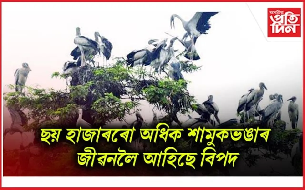 নগাঁৱৰ বৃহৎ শামুকভঙা কলনি সংৰক্ষণৰ বাবে গঠন 'বিৰহ বেবেজীয়া পক্ষী অঞ্চল সংৰক্ষণ সমিতি'...