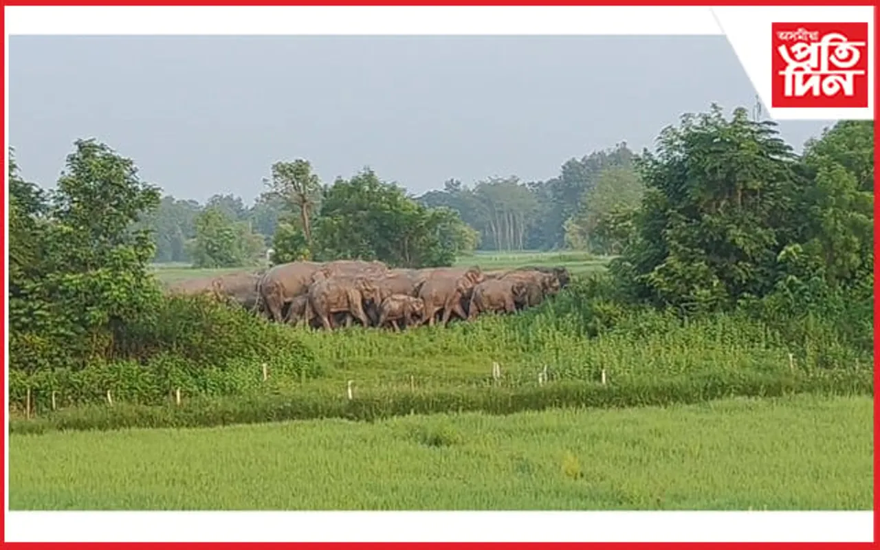 হাৱাইপুৰত বন্যহস্তীৰ উপদ্ৰৱঃ শ শ কৃষকৰ ধাননি পথাৰ তহিলং 