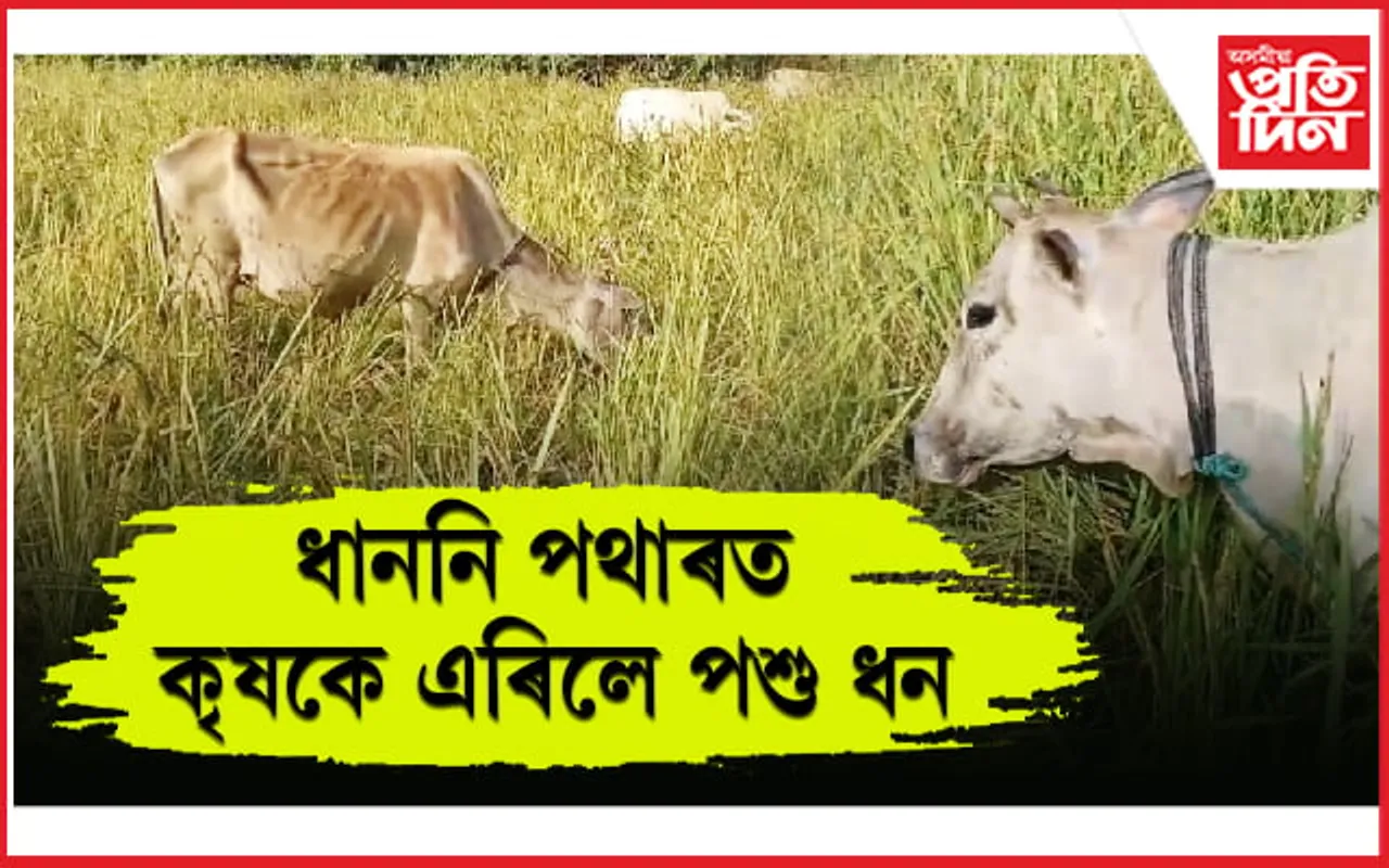 ঢকুৱাখনাত কৃষকৰ কুলাই পাচিয়ে নধৰা দুখ: ধাননি পথাৰত ধানৰ সলনি পতান...