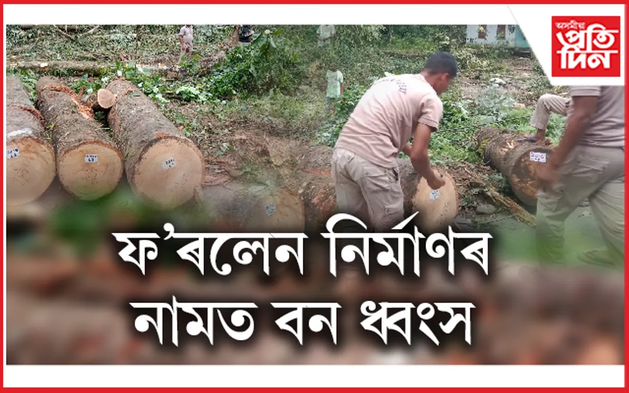 পথ নিৰ্মাণৰ নামত বৰ্ষাৰণ্য পবাত মূল্যৱান গছ কাটি বন ধ্বংসযজ্ঞ...