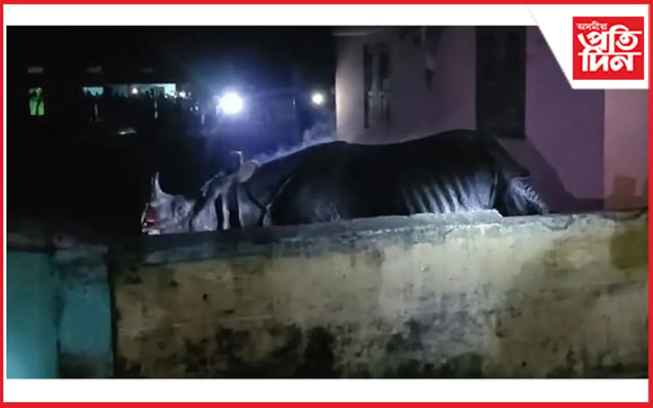 বিশ্বনাথত সন্ত্ৰাস সৃষ্টি কৰিছে এটা গঁড়েঃ নিয়ন্ত্ৰণলৈ অনাত ব্যৰ্থ বন বিভাগ...