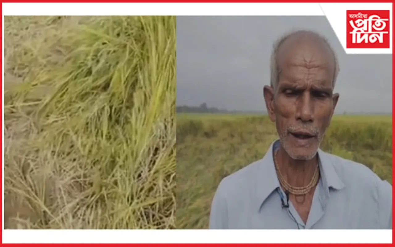 এবিঘা, দুবিঘা নহয় ২৫০ বিঘাৰো অধিক পকা ধান অনিষ্ট কৰিলে বন্যহস্তীয়ে