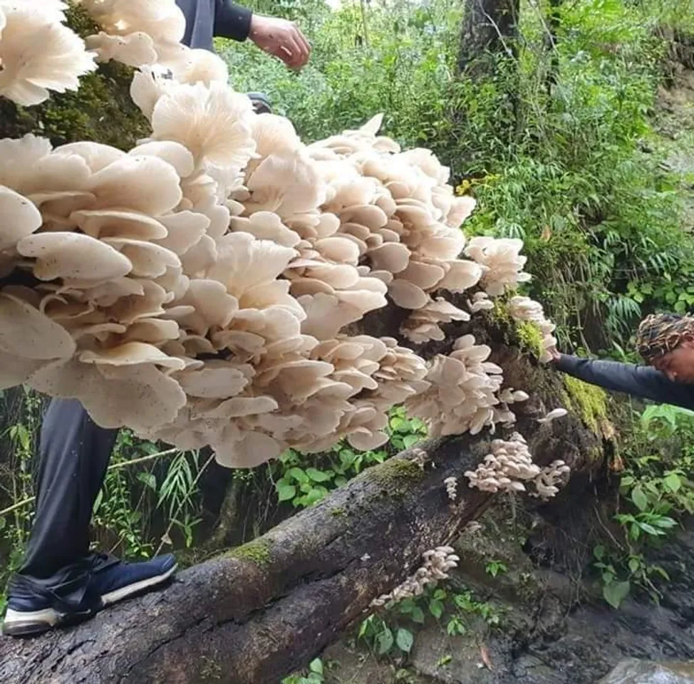 বিষাক্ত কাঠফুলা খাই মৃত্যু মহিলাৰ