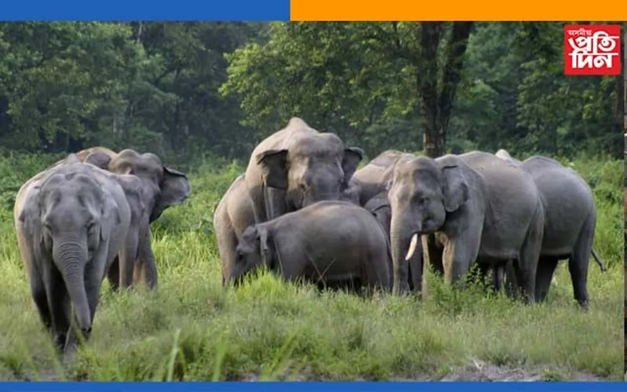 বকোত বনৰীয়া হাতীৰ আক্ৰমণত এজনৰ মৃত্যু 
