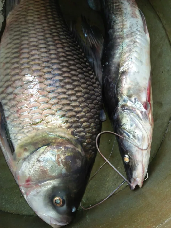 গুৱাহাটীৰ ঘৰত বহি ম’বাইলতেই কিনক লোকেল মাছ