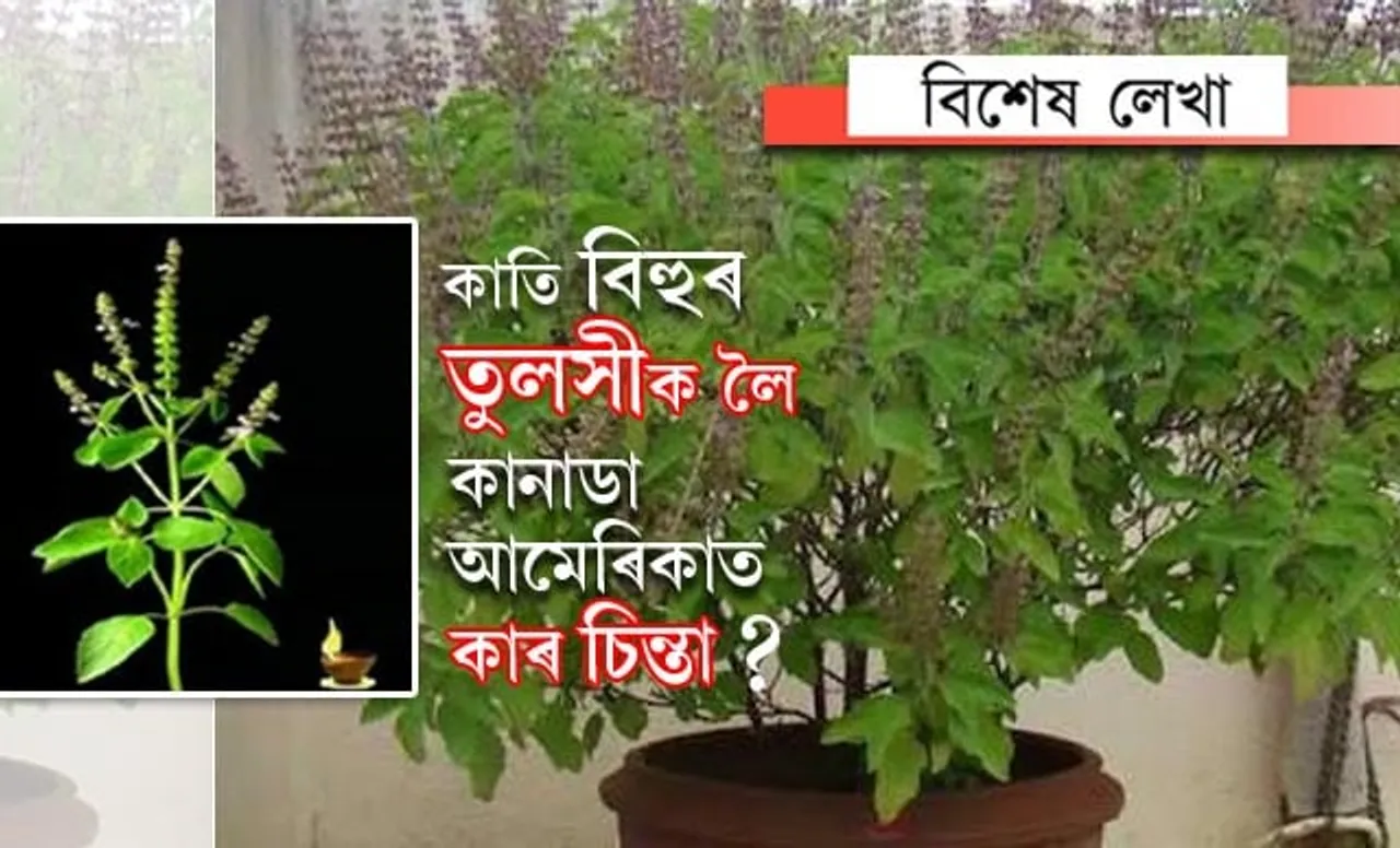 কাতি বিহু পাতক, কানাডা-আমেৰিকাৰ পৰা চিন্তা ‘তুলসী পুলি’ৰ