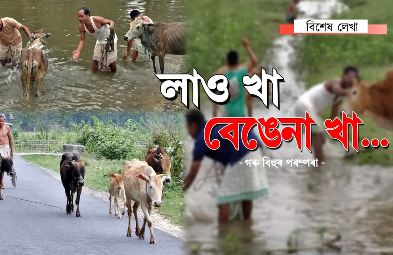 পৰম্পৰা আৰু জনবিশ্বাসত গৰু বিহু…