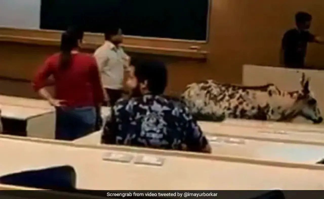 পাঠদানৰ সময়তে ক্লাছত সোমালগৈ গাই… ভাইৰেল VIDEO
