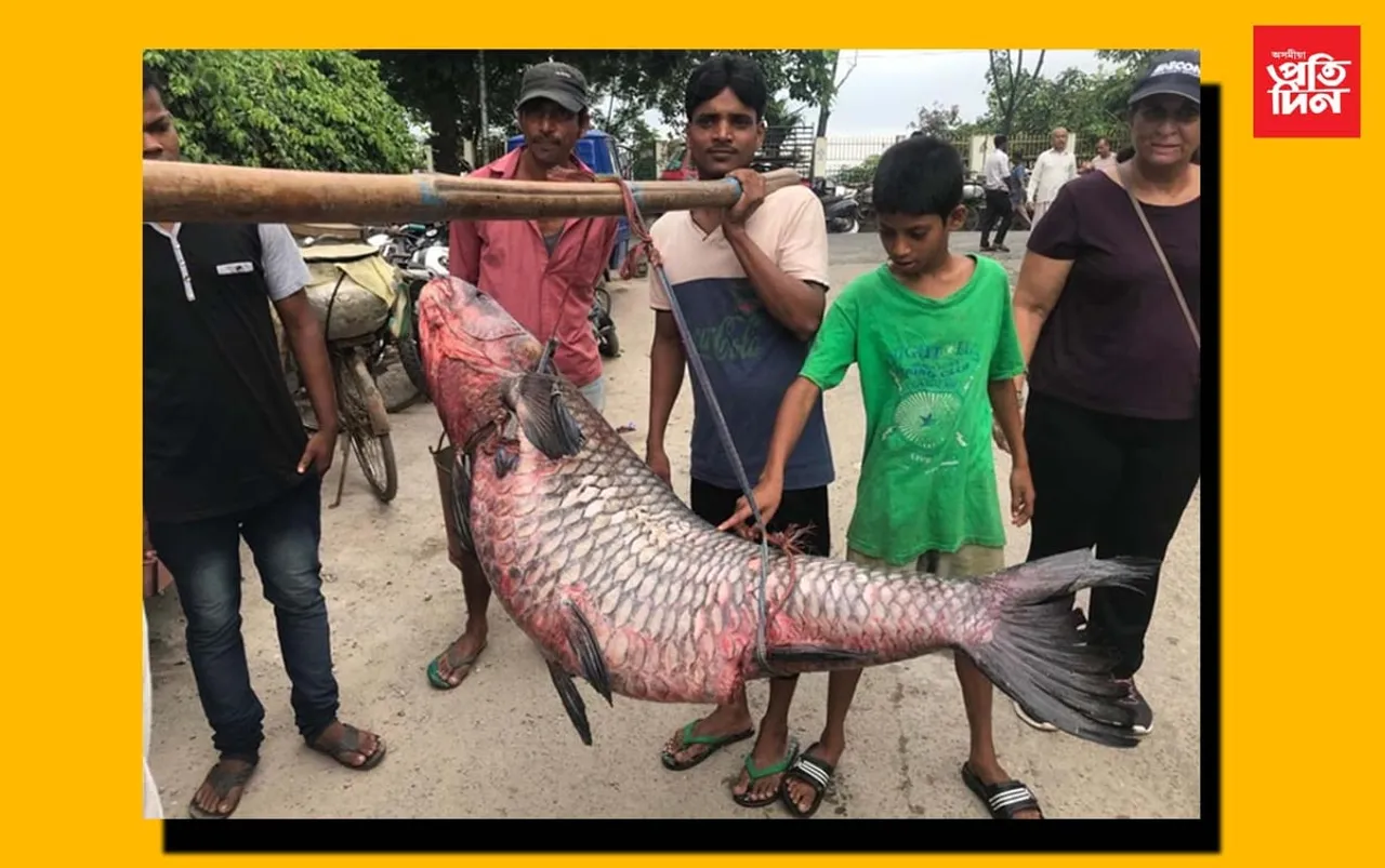 অকলে নোৱাৰি ২ জনে দাঙিলে, উজান বজাৰত ৫৫ কেজি ওজনৰ প্ৰকাণ্ড মাছ…