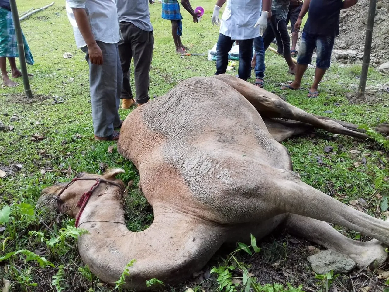 ইদৰ সময়ত মঙলদৈৰ ধূলাত আৰক্ষীয়ে জব্দ কৰা উটৰ মৃত্যু