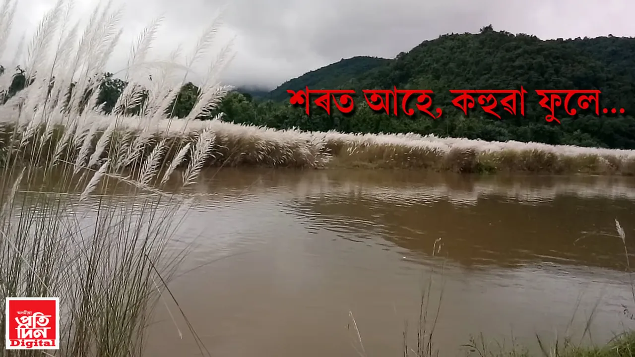 শৰত আহে, কহুৱা ফুলে, বতাহৰ সৈতে কহুৱাই নাছে…