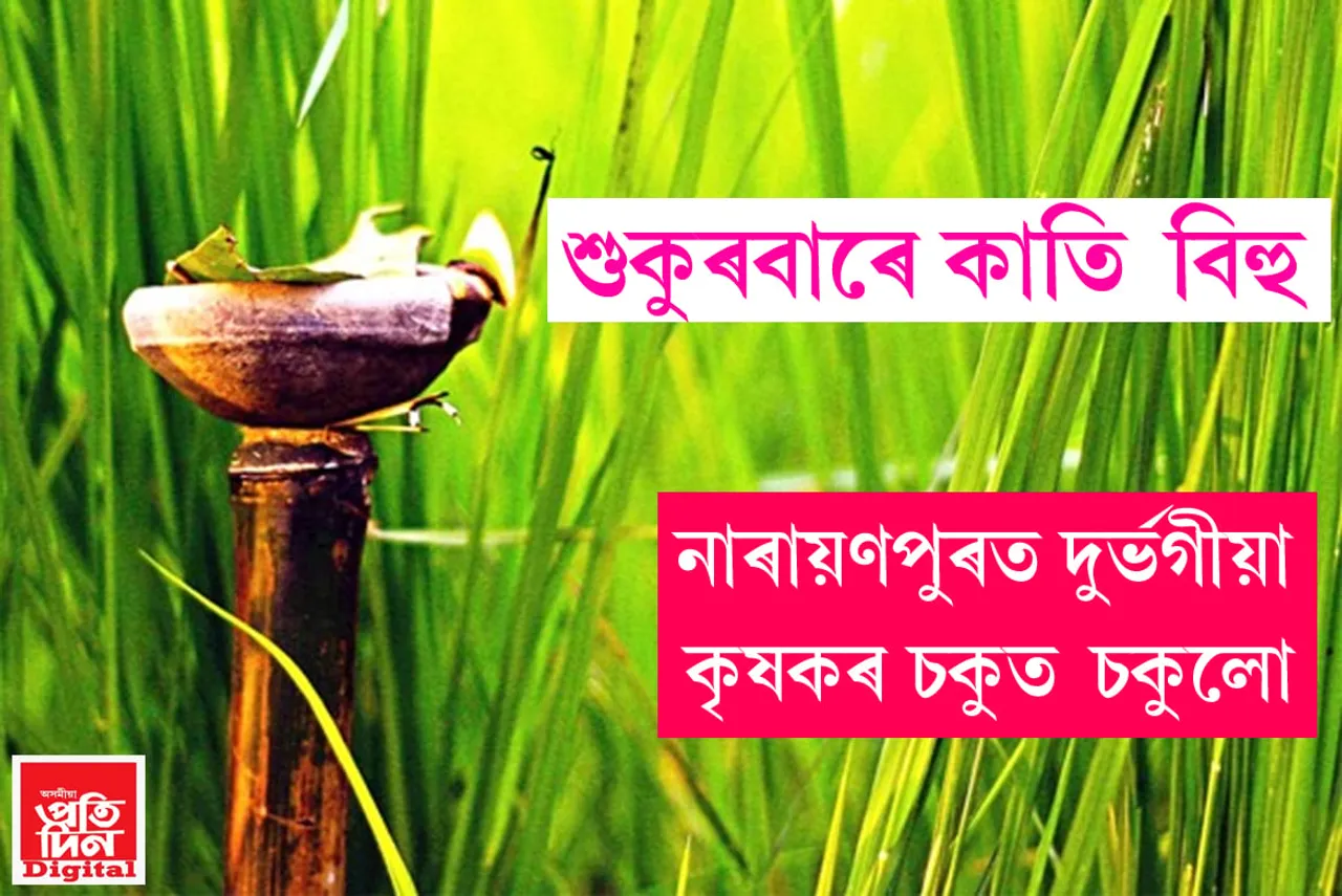 দুৱাৰদলিত অসমীয়াৰ বাপতিসাহোন কাতি বিহুঃ নাৰায়ণপুৰৰ একাংশ পথাৰত নজ্বলে লখিমীক আদৰাৰ বন্তিগচি…