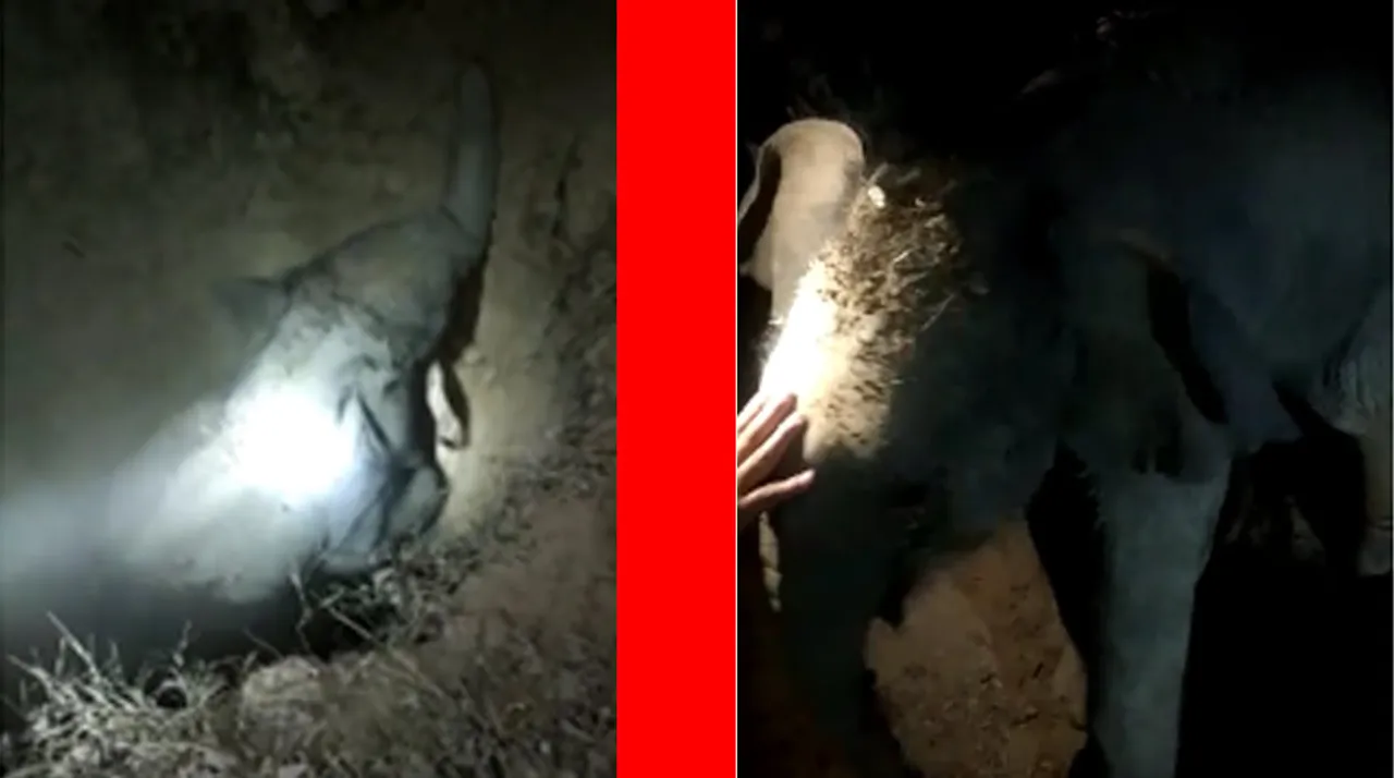 দ’ কুঁৱাত বাগৰি পৰিল হাতী পোৱালী, বন কৰ্মীয়ে কৰিলে উদ্ধাৰ…
