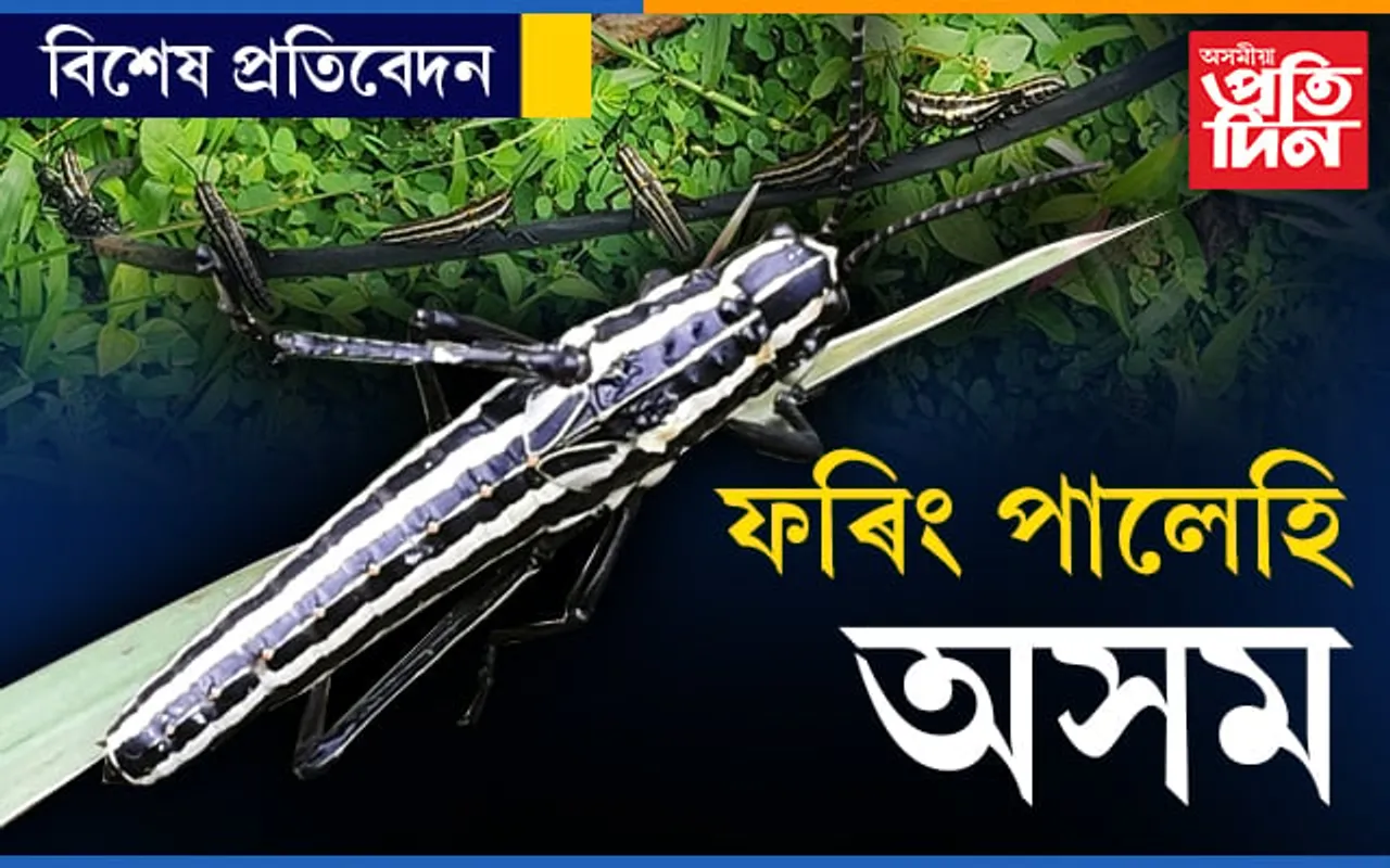 গুৱাহাটীৰ সমীপৰ ক’ত জাকে জাকে ফৰিং, খাই তহিলং কৰিছে গছ-বন…