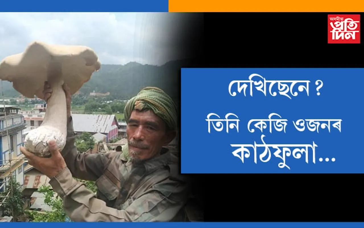 খেয়ালি প্ৰকৃতি! মণিপুৰৰ চান্দেলত আৱিষ্কাৰ ৩ কিলোগ্ৰামৰ বৃহৎ কাঠফুলা…