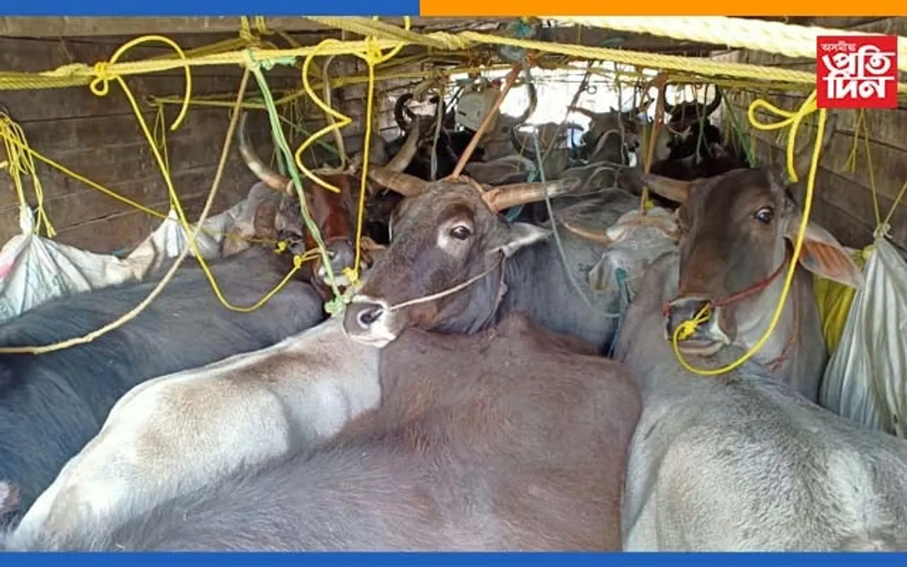 চিৰাঙত আৰক্ষীৰ অভিযানঃ জব্দ গৰু ভৰ্তি ট্ৰাক, আটক তিনিজনক…