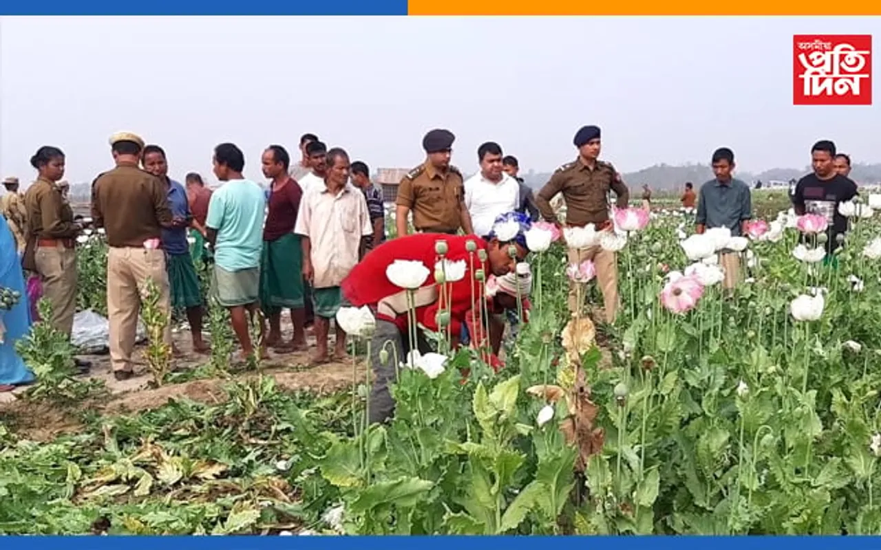 চিৰাঙত বৃহৎ এলেকা জুৰি নিষিদ্ধ আফিং খেতিঃ আৰক্ষীয়ে কৰিলে নষ্ট..
