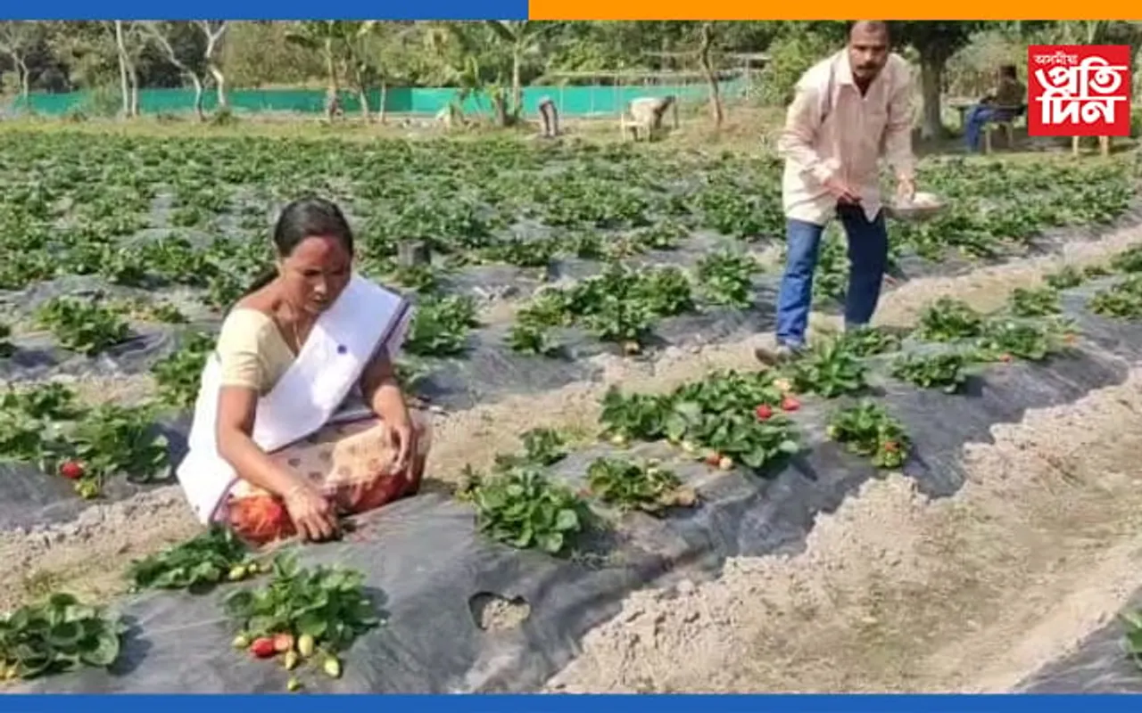 কম মাটিতে ষ্ট্ৰবেৰী খেতিৰে ৩ গুণ লাভৰ সপোন সৰ্থেবাৰীৰ এক দম্পতীৰ…