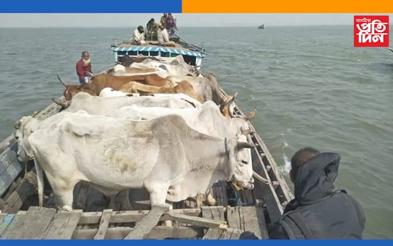 বাংলাদেশলৈ সৰবৰাহঃ দক্ষিণ শালমাৰাত জব্দ গৰু-মহ…