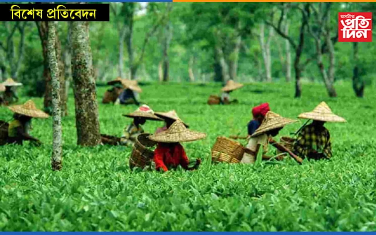 বিধ্বস্ত চাহ উদ্যোগঃ দুবছৰতে লোকচান ১৬০০ কোটি, অনিশ্চয়তাত ৭ লক্ষাধিক কৰ্মচাৰীৰ ভৱিষ্যৎ…