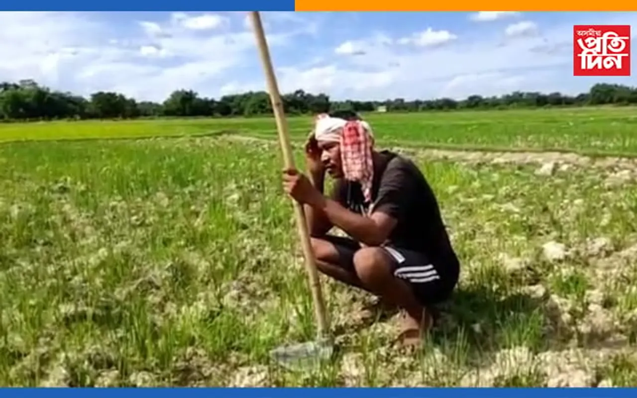 নাই জলসিঞ্চন ব্যৱস্থা, বৰষুণেই আশাঃ শুকান মাটিতে কোৰ মাৰি শাওণৰ পথাৰত মূৰে কপালে হাত দিছে মৰিয়নিৰ কৃষকে