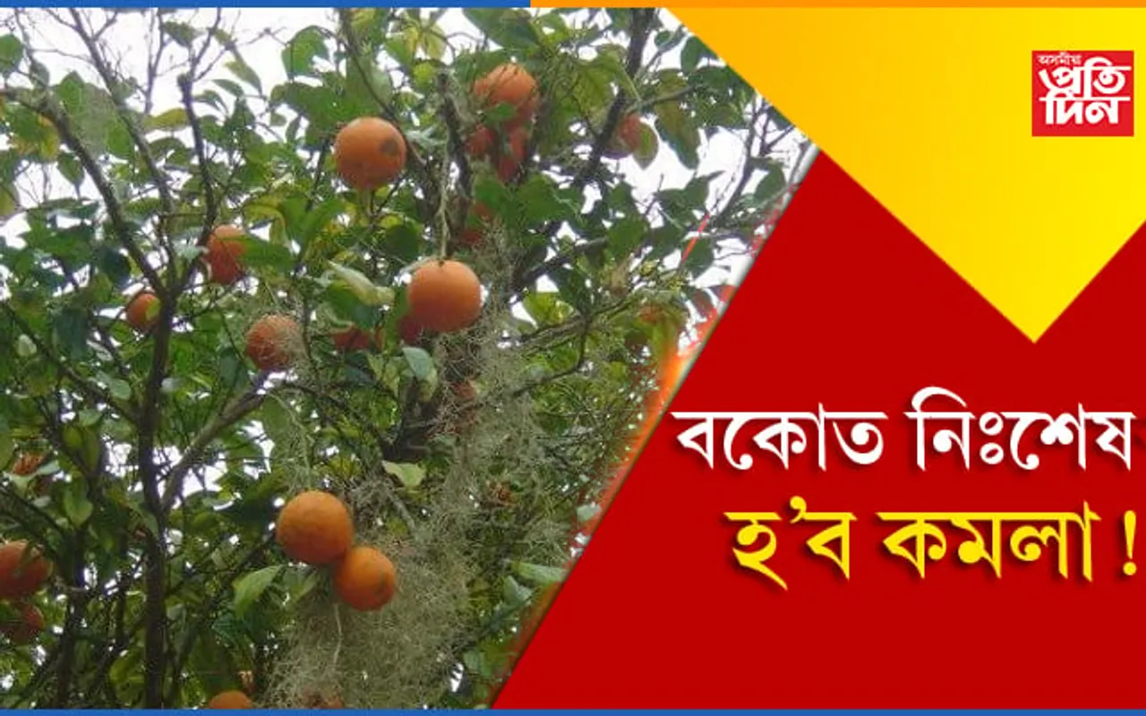 বকোত নি:শেষ হোৱাৰ পথত কমলা আৰু তামোল!
