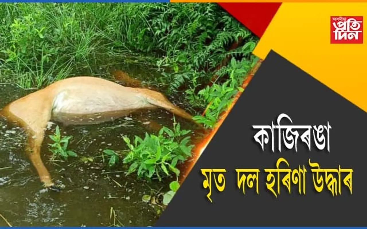 কাজিৰঙাত মৃত দল হৰিণা উদ্ধাৰ…