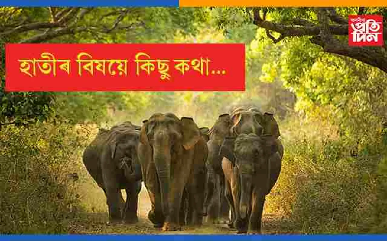 বিশ্ব হস্তী দিৱসঃ বৰ্তমান দেশত আছে মাত্ৰ ২৭ হাজাৰ হাতী…