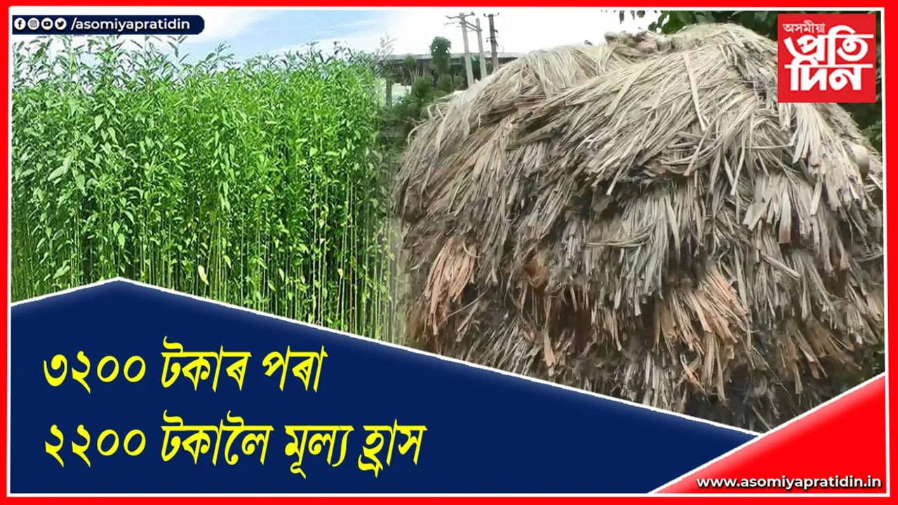 মৰাপাটৰ মন্দা বজাৰঃ উপযুক্ত মূল্যৰ পৰা বঞ্চিত হাটশিঙিমাৰীৰ কৃষক…