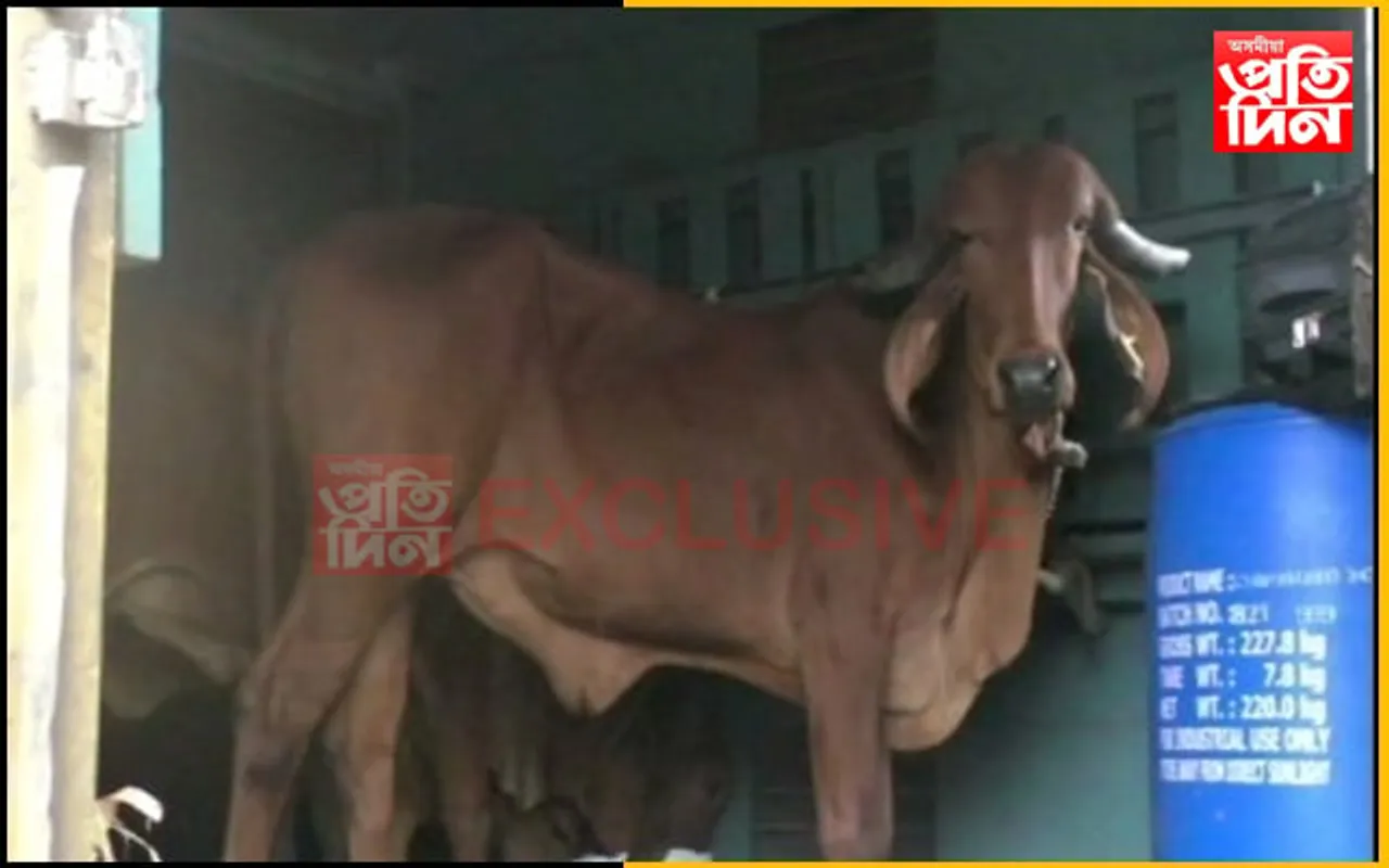 ১০৮গীৰ গাইৰ প্ৰথমটো ইউনিট পালেহি গৰুখুঁটি…