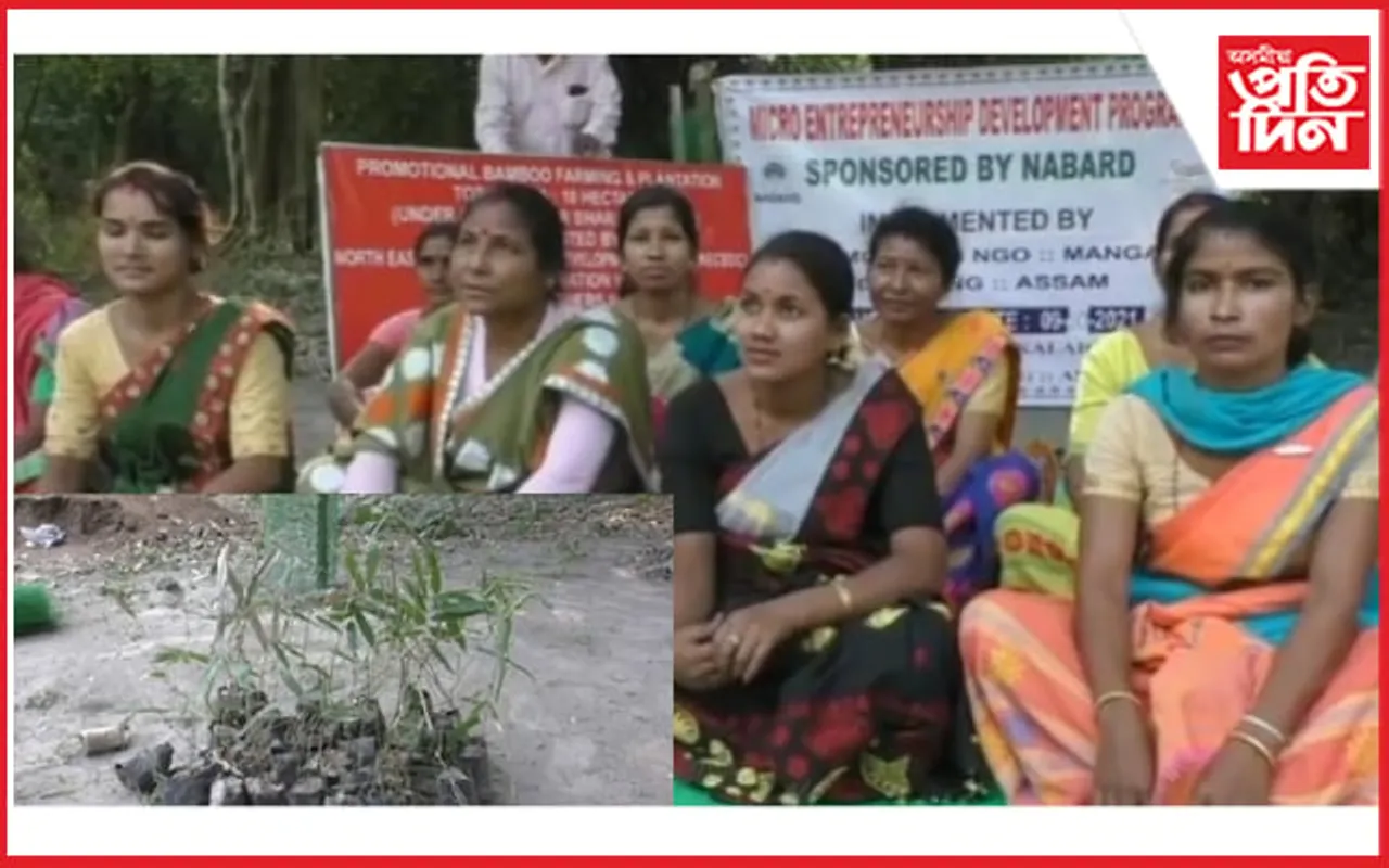 ১০০ বিঘা মাটিত মহিলাই কৰিছে বাঁহৰ খেতিঃ ৭০-৮০ গৰাকী মহিলাই প্ৰতিদিনে ৪ হাজাৰ জোপা বাঁহক কৰে প্ৰতিপালন…