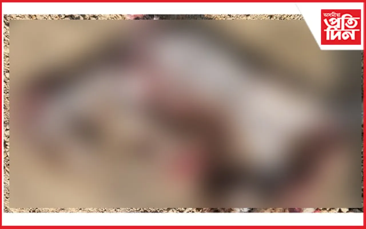 কলিয়াবৰত গাড়ীৰ চেপাত লতামেকুৰী বাঘৰ মৃত্যু…