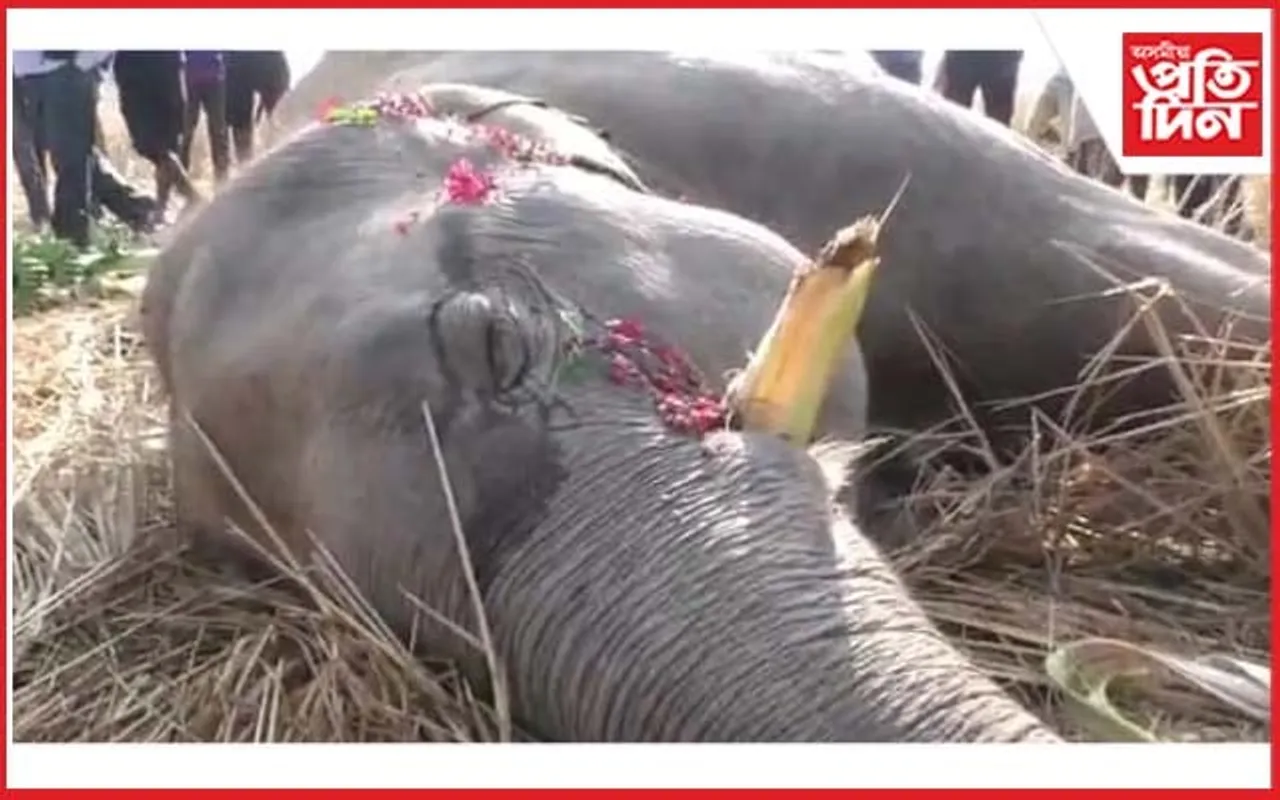 দুধনৈৰ সমীপৰ কুশধোৱাৰ খেদেলাপাৰাত বন্যহস্তীৰ মৃত্যু…