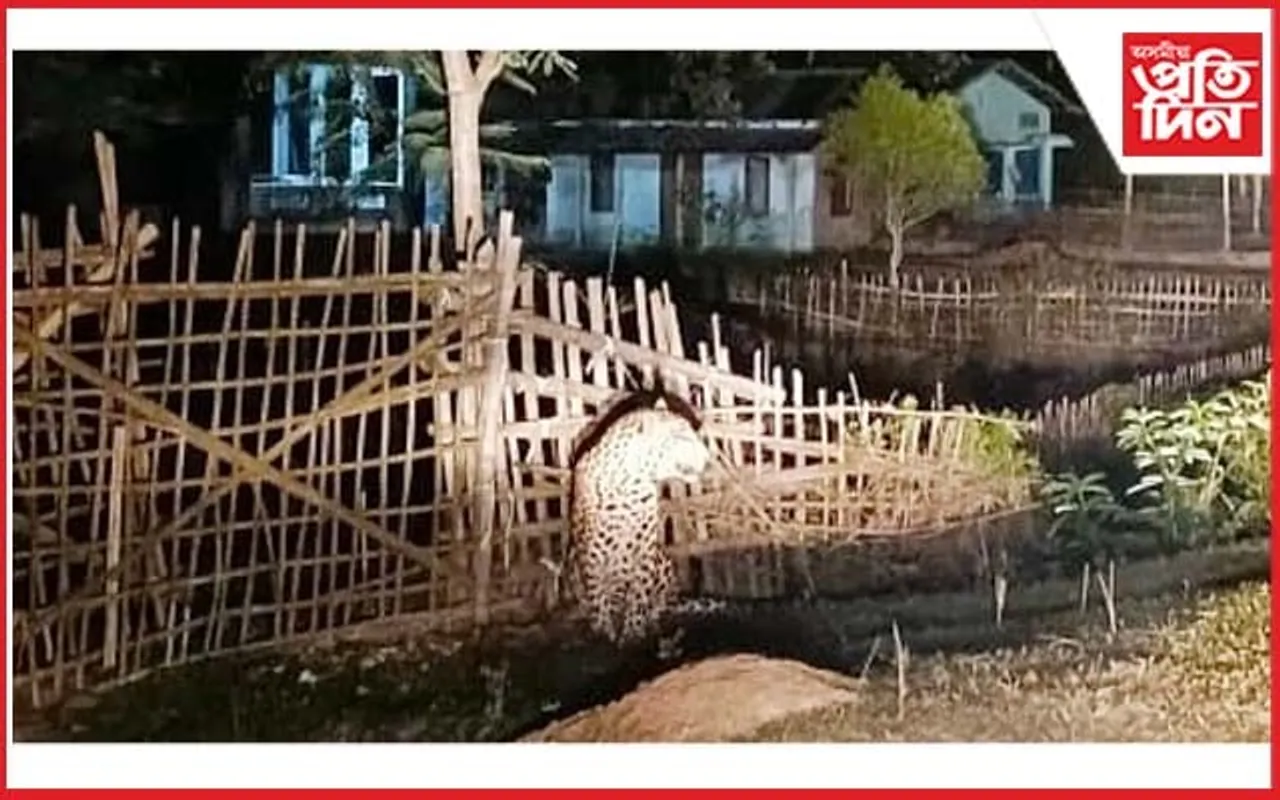 জনাঞ্চলত বনৰ ৰজাৰ মুক্ত বিচৰণত আতংকিত গাওঁবাসী…