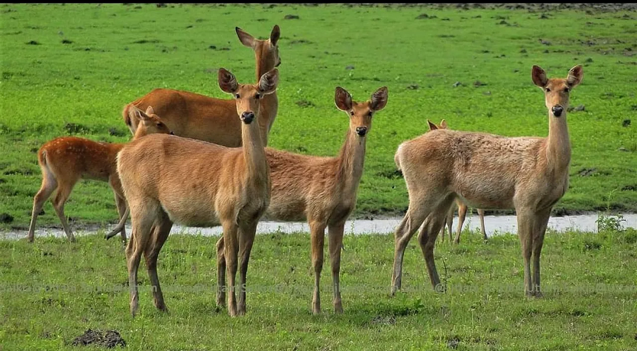 বোকাখাতৰ কৈলাখতত পহু হত্যা, তদন্ত অব্যাহত বন বিভাগৰ