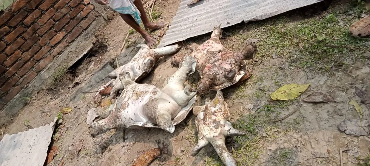 ঐতিহাসিক পদ্মাথান দেৱালয়ত দুপ্ৰাষ্প্য কাছৰ মৃত্যু: উদ্ভিগ্ন প্ৰকৃতিপ্ৰেমী…