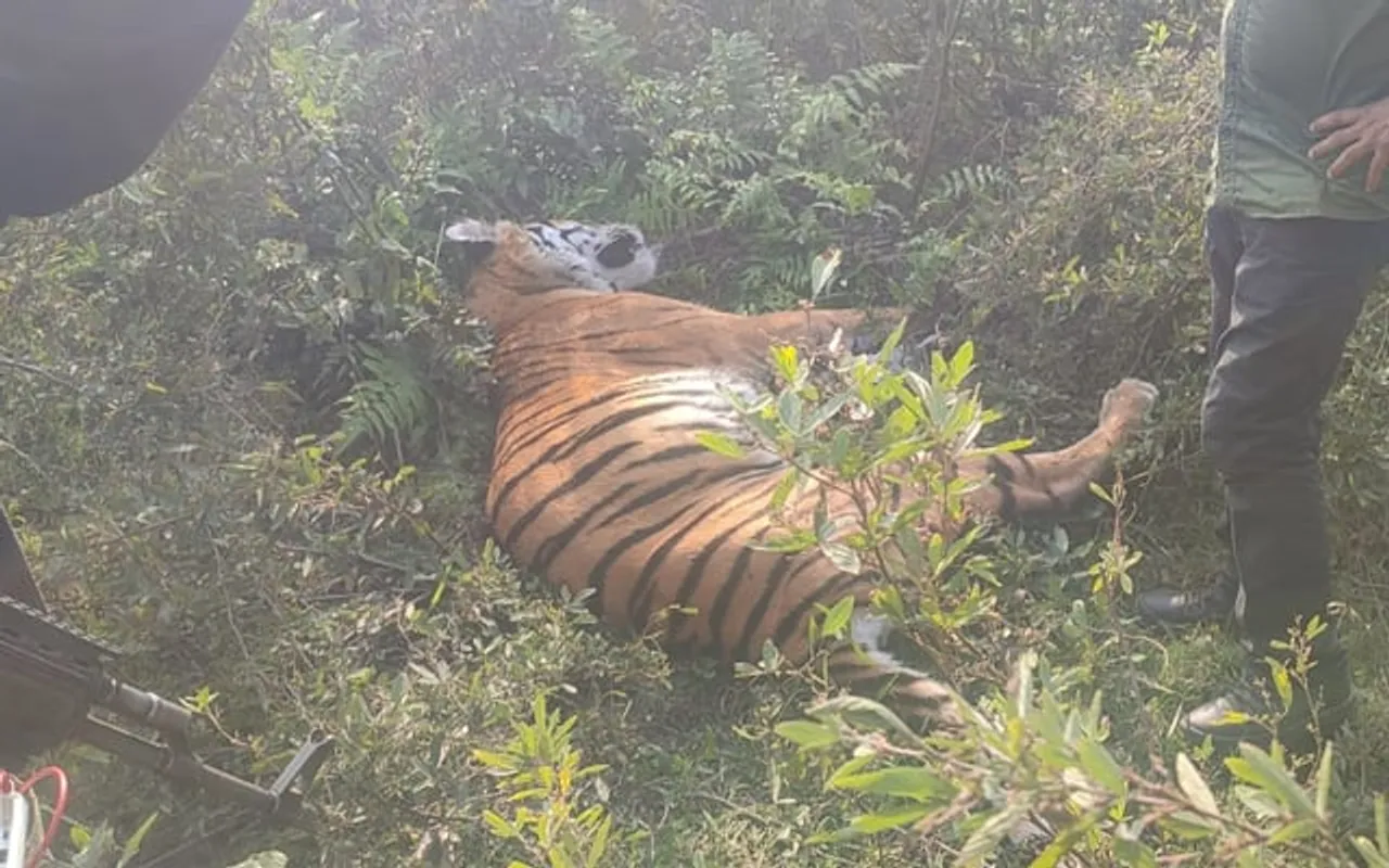 কাজিৰঙাত ঢেকিয়াপতীয়া বাঘৰ মৃতদেহ উদ্ধাৰ…