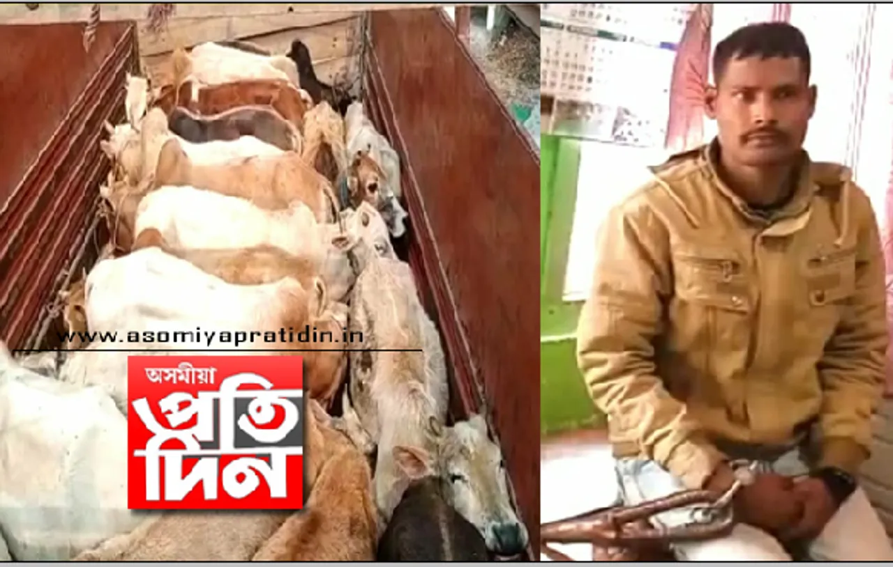 অব্যাহত অবৈধ সৰবৰাহ! শ-শ গৰুসহ আটক এজন