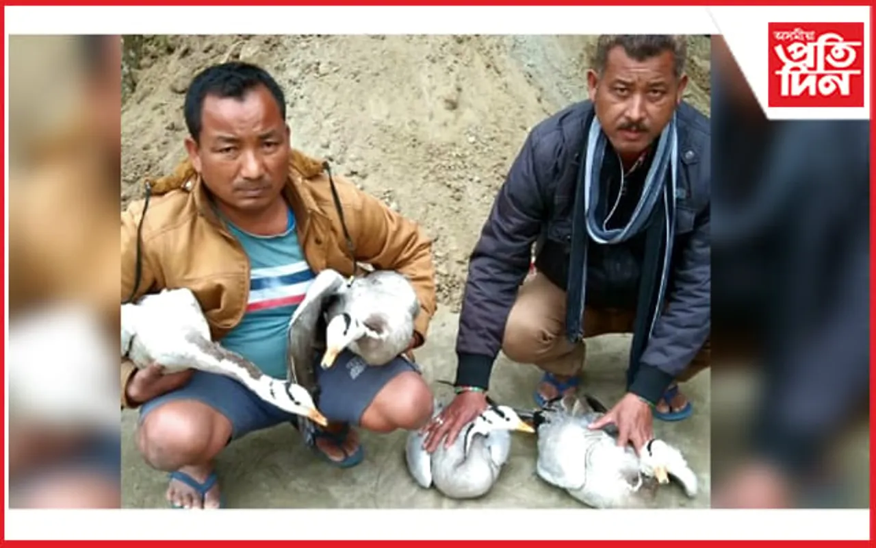 ব্ৰহ্মপুত্ৰৰ চাপৰিত চোৰাং চিকাৰীৰ পৰা উদ্ধাৰ ৪  বনৰীয়া হাঁহ…