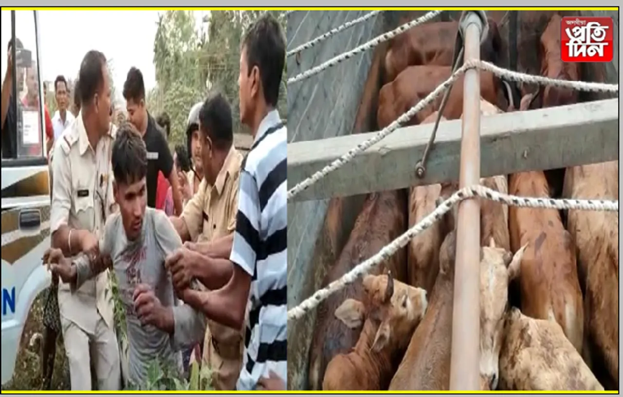 অব্যাহত চোৰাং গৰু সৰবৰাহ, আটক ৩…