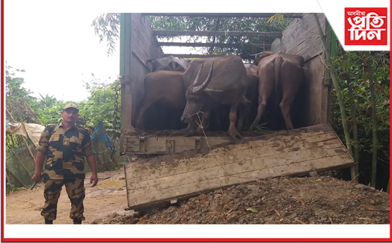 বাংলাদেশলৈ সৰবৰাহ কৰাৰ সময়ত কাছাৰত  এখন চোৰাং ম’হভৰ্তি ট্ৰাক জব্দ…