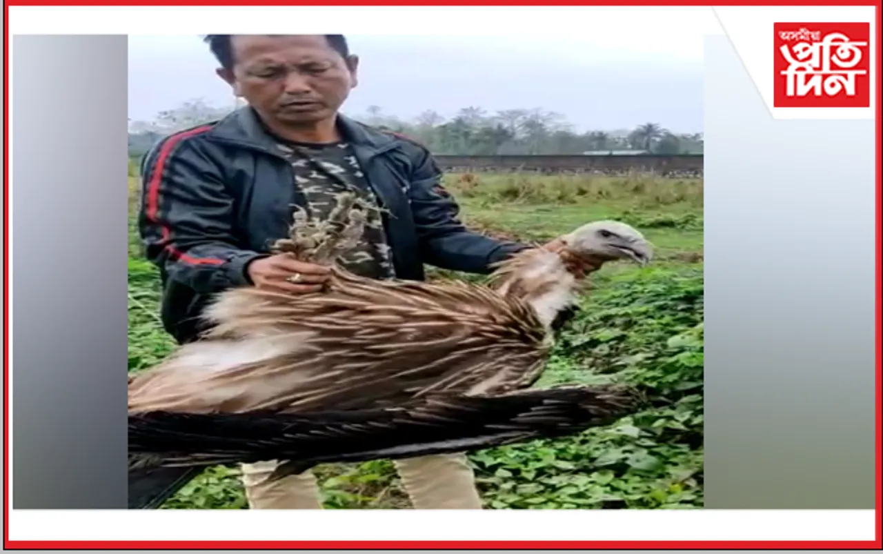 কলিয়াবৰৰ নলতলি পথাৰত দুষ্প্ৰাপ্য শগুন উদ্ধাৰ