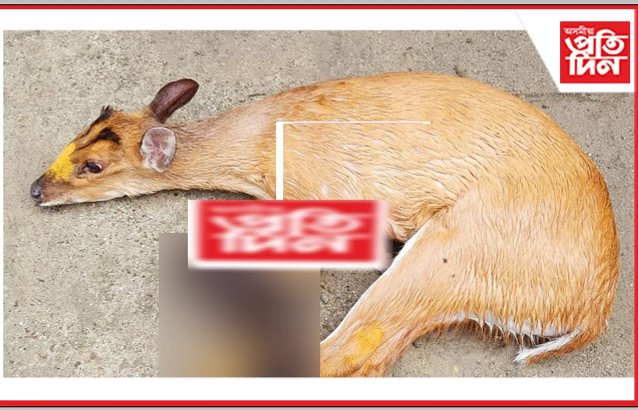 ওদালগুৰিত হৰিণাৰ পোৱালী উদ্ধাৰ…